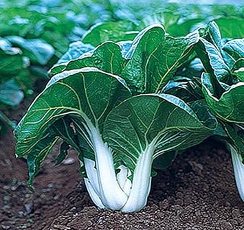 White Choi Bok Choy Seeds for Planting - 100 pcs